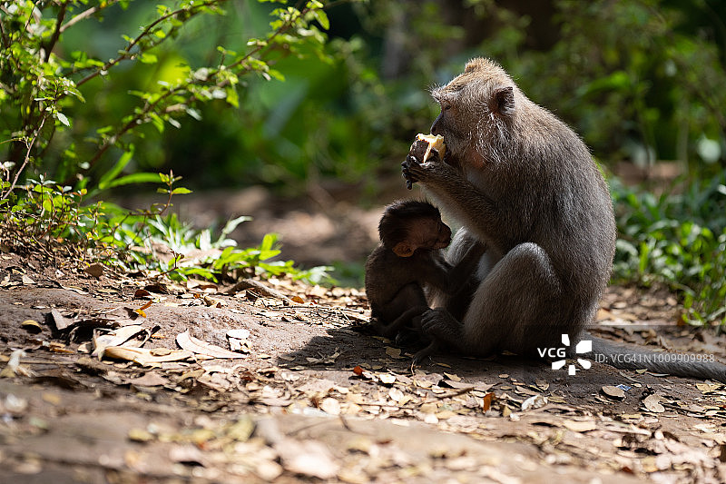 猕猴母子图片素材