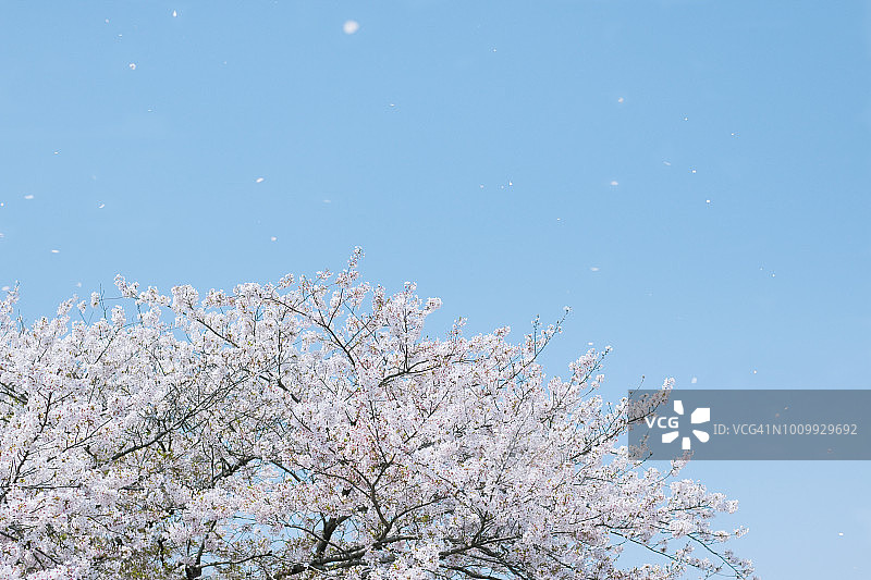樱花花瓣在空中飞舞图片素材