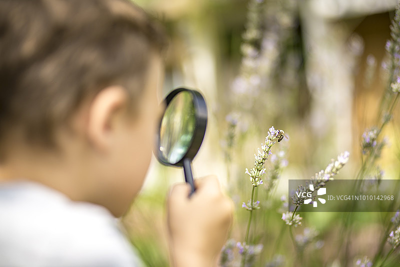 小探险家通过放大镜观察蜜蜂图片素材