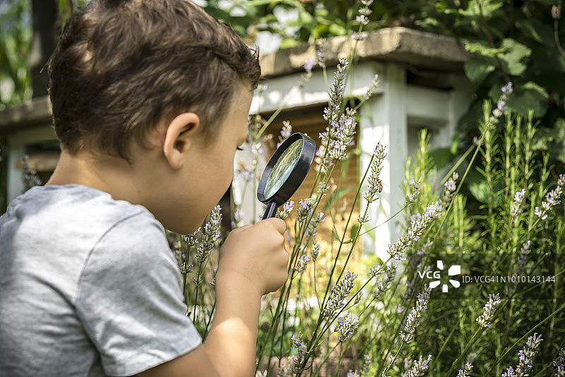 小探险家通过放大镜观察蜜蜂图片素材