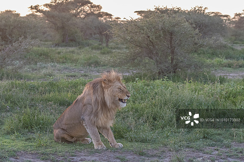 雄狮的裂唇嗅反应图片素材