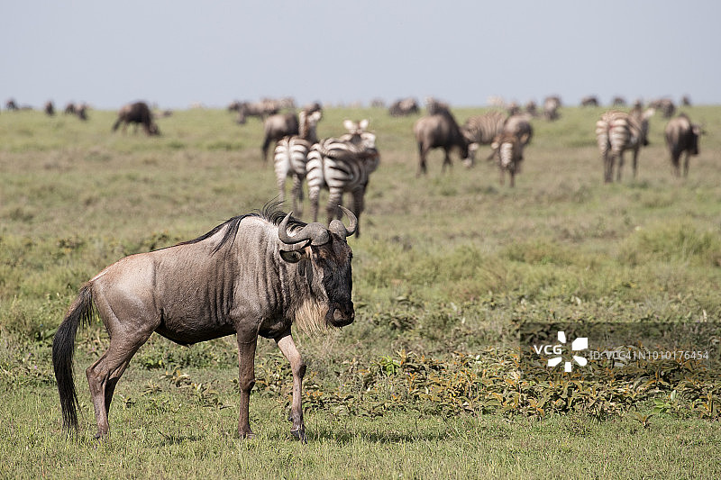 羚羊的一种图片素材