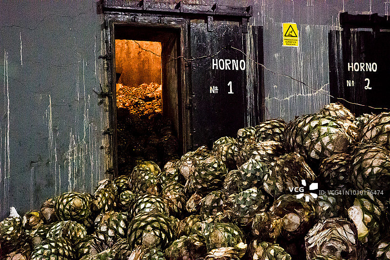 墨西哥哈利斯科州龙舌兰酒厂的蓝色龙舌兰图片素材