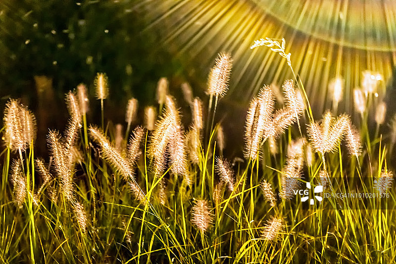 明亮光线下的狗尾草图片素材