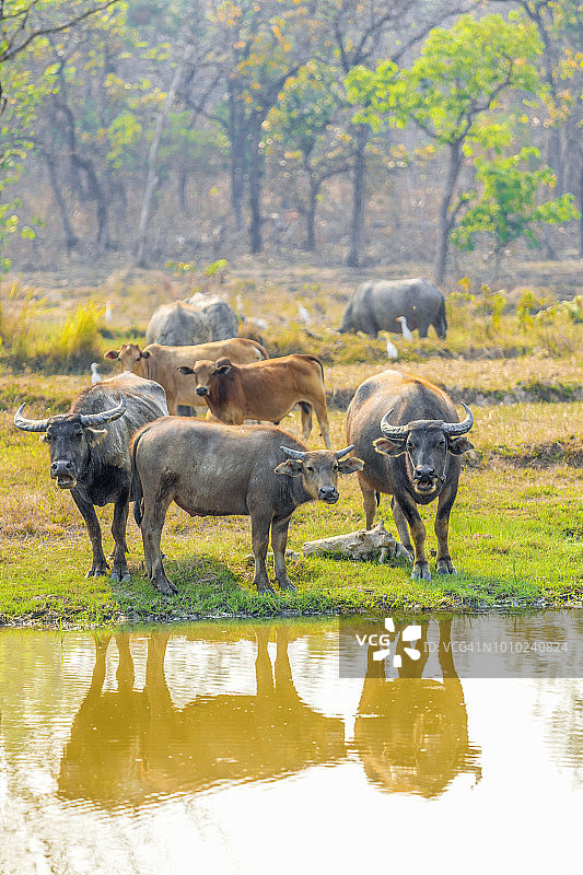 在占巴塞省的野牛群图片素材