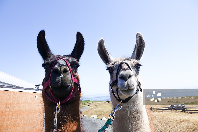 圣胡安岛上的羊驼图片素材