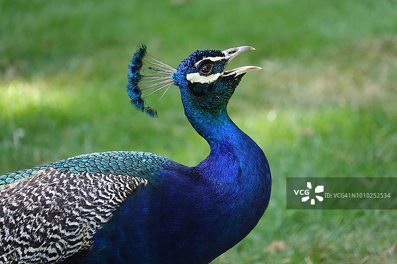孔雀鸣叫图片素材