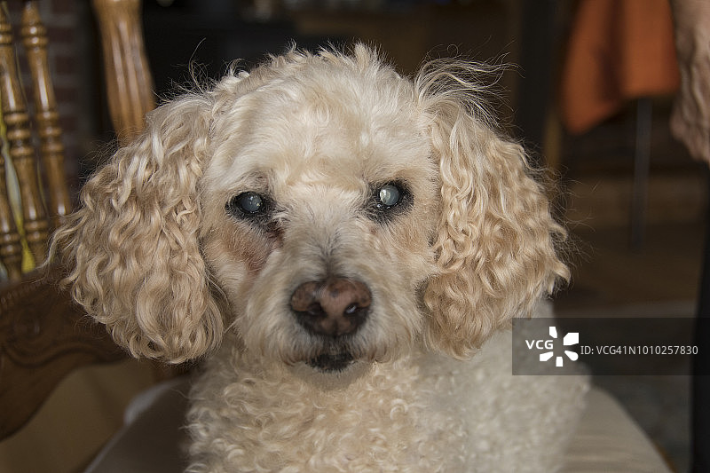 患有白内障导致失明的老狗图片素材