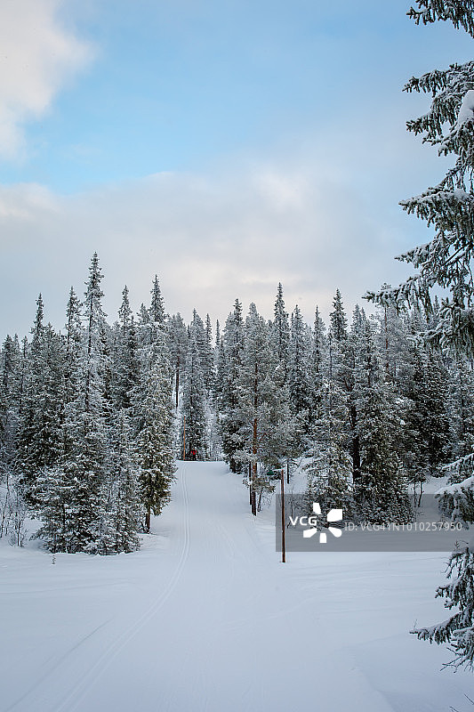明媚冬日下午，挪威海姆塞达尔村的雪树图片素材