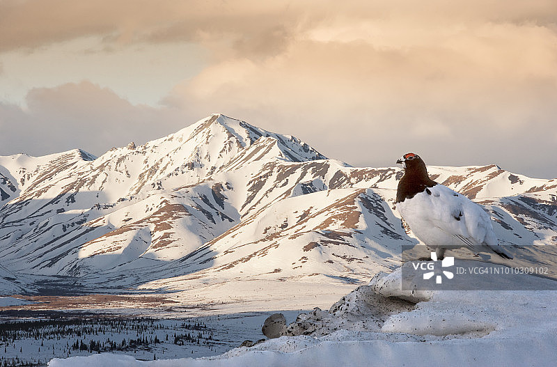 雷鸟，柳雷鸟，雄性，春季，阿拉斯加图片素材