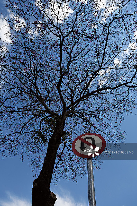 树和箭头交通标志图片素材