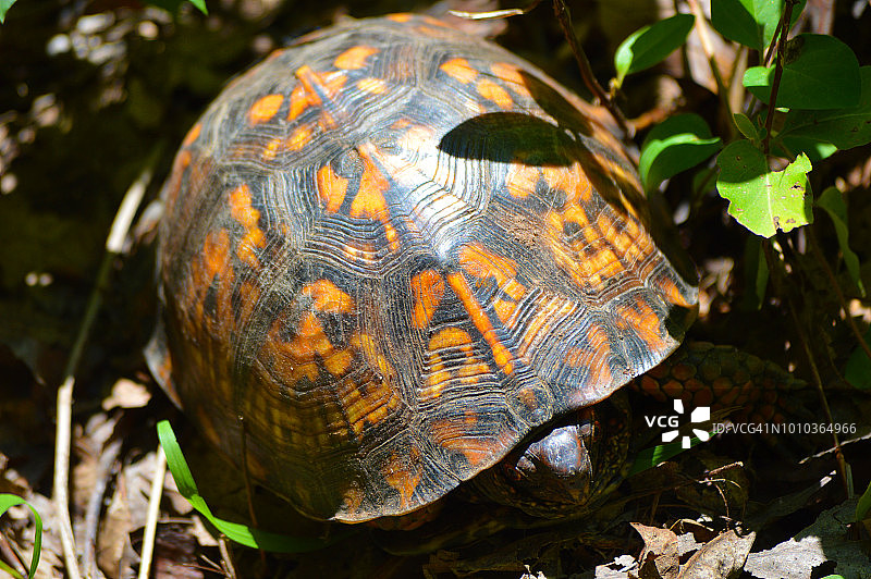 东方箱龟图片素材