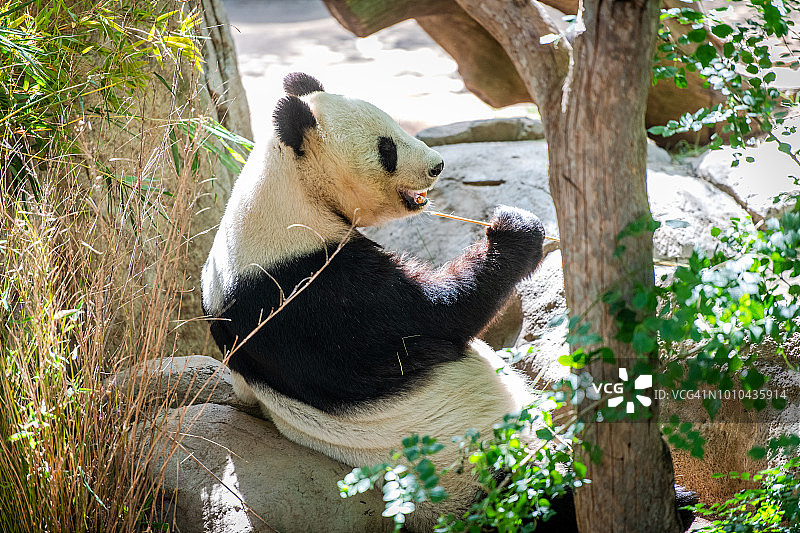 大熊猫图片素材