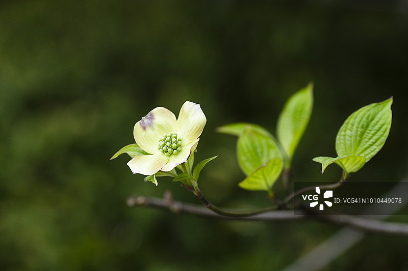 开花的北美山茱萸图片素材