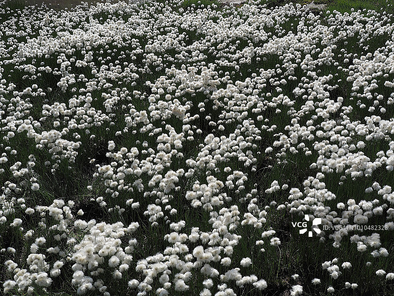 丰富的窄叶棉草图片素材