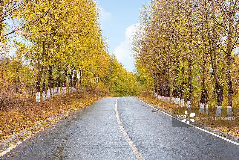 秋日树木掩映下的湿路图片素材