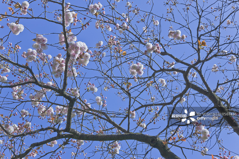 日本东京文京区关口地区的樱花图片素材