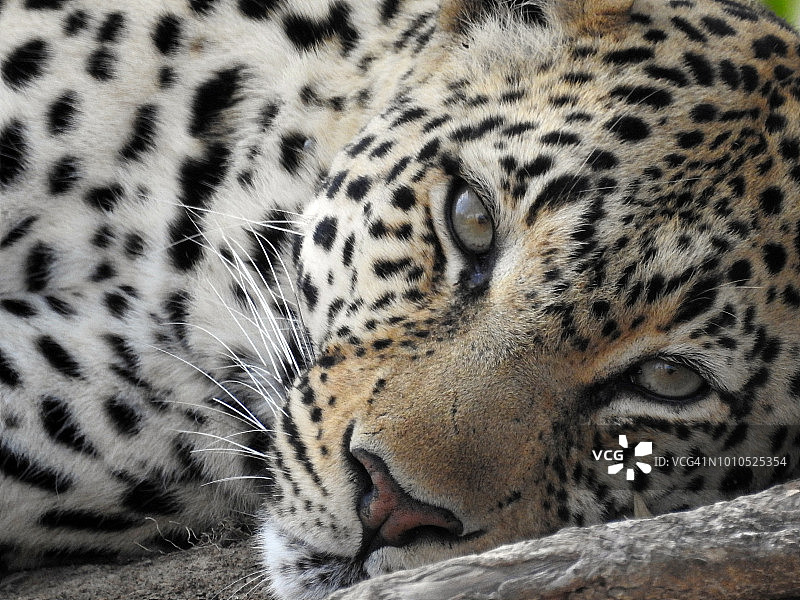 卡富埃国家公园里放松的豹子图片素材