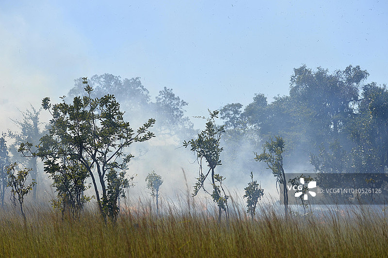 卡富埃稀树草原上的灌木丛火灾图片素材