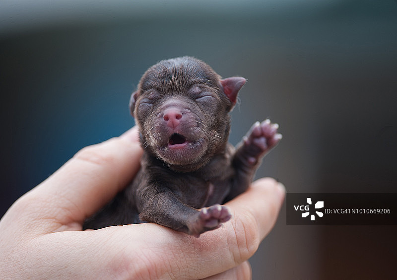 手中的新生吉娃娃幼犬图片素材