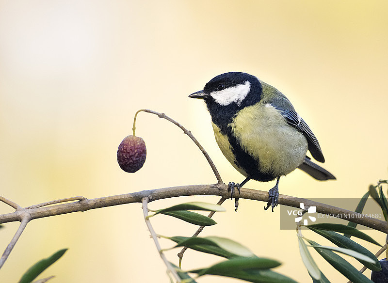 站在橄榄树枝上的大山雀，西班牙图片素材