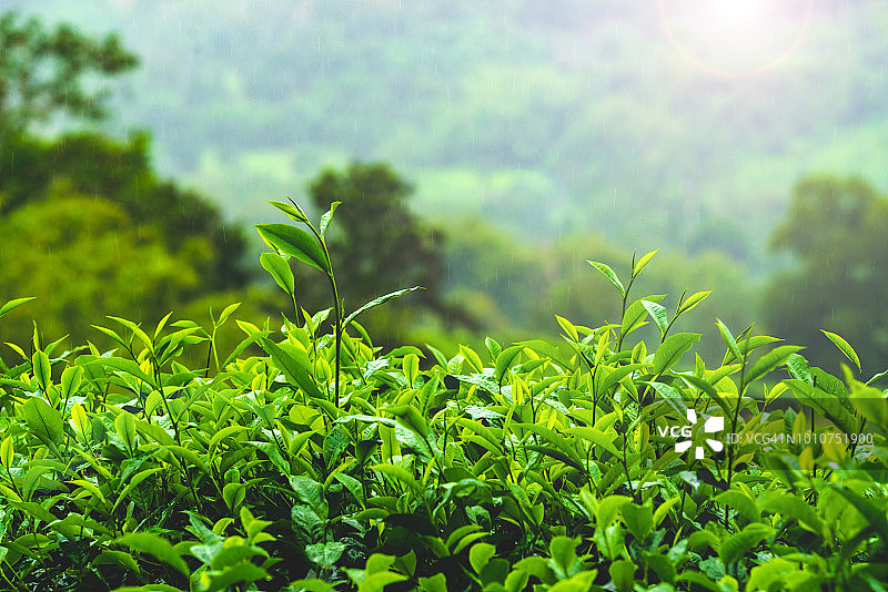 沙巴雾天茶园风光，马来西亚图片素材
