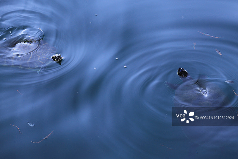 水面下游动的海龟图片素材