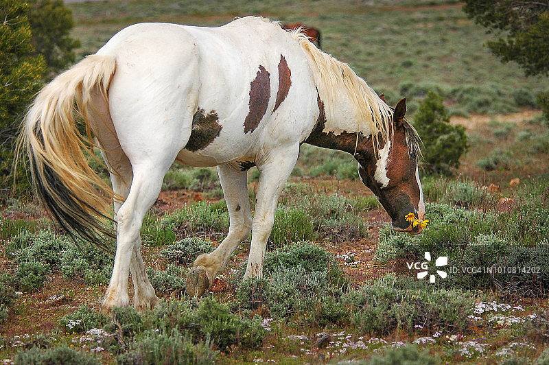 鲜花与野马图片素材