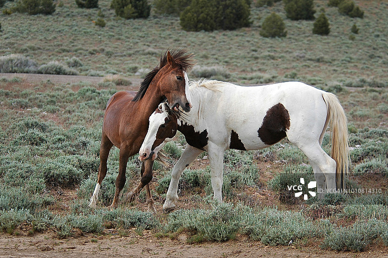 野马嬉戏打斗图片素材