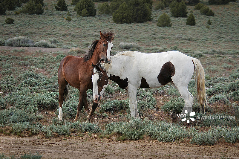 野马嬉戏打斗图片素材