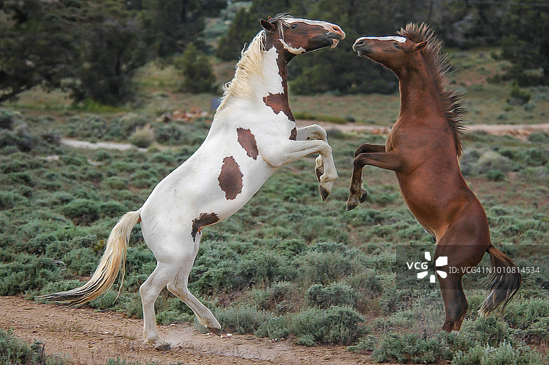 野马嬉戏打斗图片素材