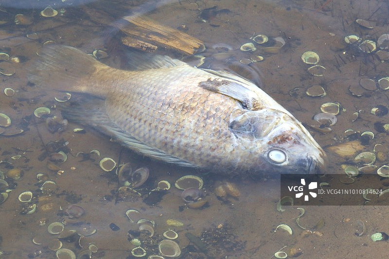 浅水中的腐烂鱼图片素材