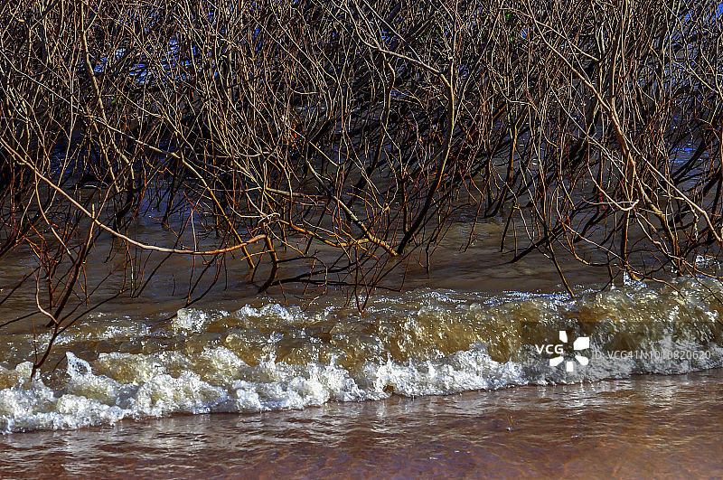 湖面上的植被图片素材