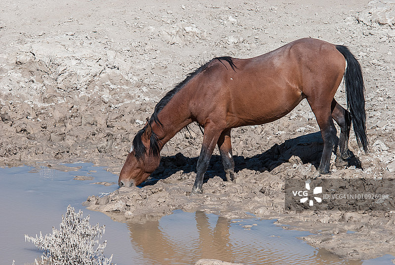 野马饮水图片素材