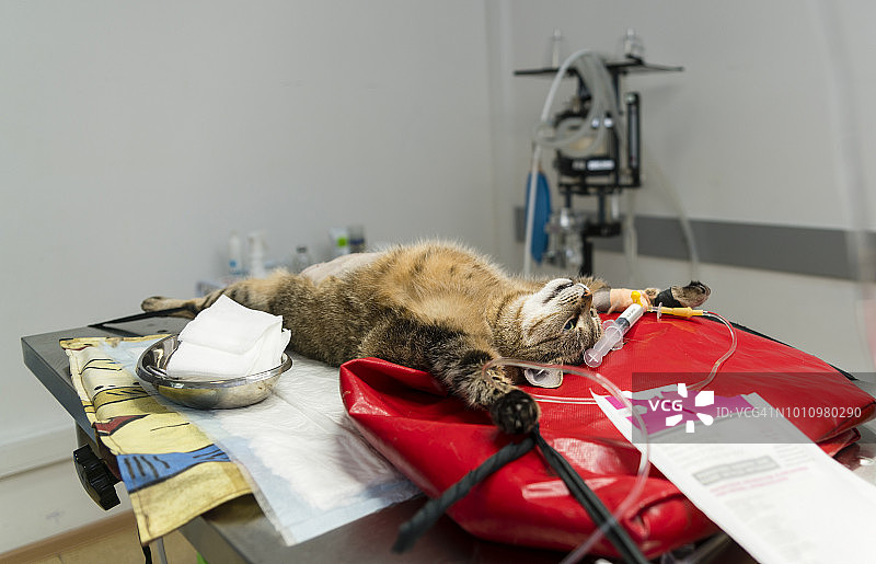 宠物医院的手术：麻醉猫在手术台上准备手术图片素材