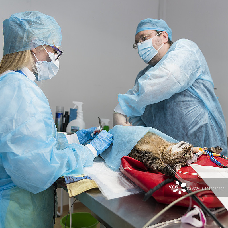 兽医诊所的手术：兽医团队（男外科医生和女护士）在手术室里救治猫图片素材