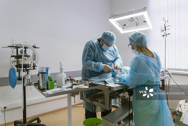 兽医诊所的手术：兽医团队（男外科医生和女护士）在手术室里救治猫图片素材