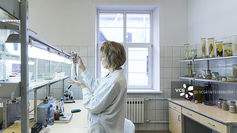 在生物实验室研究动物学湿标本的50岁中年女科学家图片素材