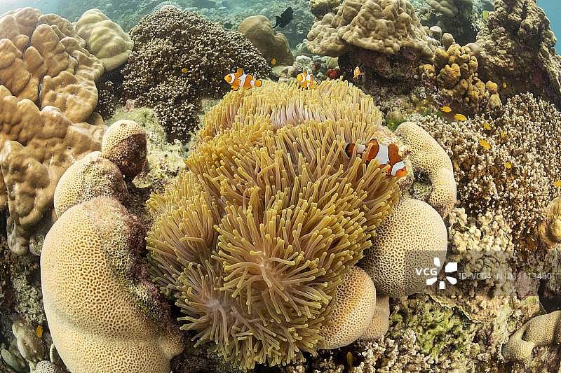 小丑鱼图片素材