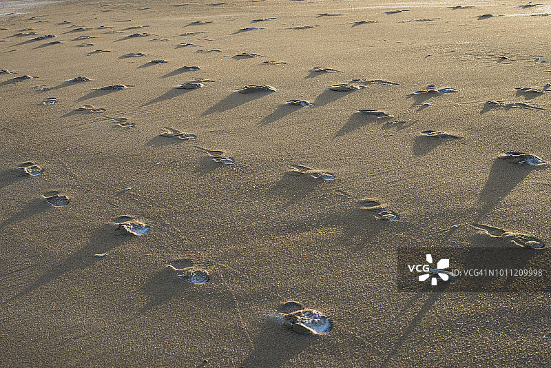 美国马萨诸塞州纽伯里波特帕克河野生动物保护区，普拉姆岛海滩上的雪图片素材