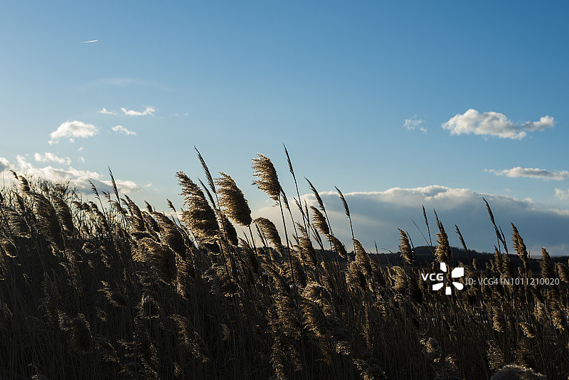 美国马萨诸塞州纽伯里波特帕克河野生动物保护区李子岛的茂盛草地图片素材