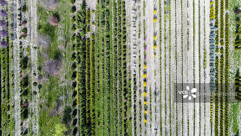 树木苗圃，瑞士沃州图片素材