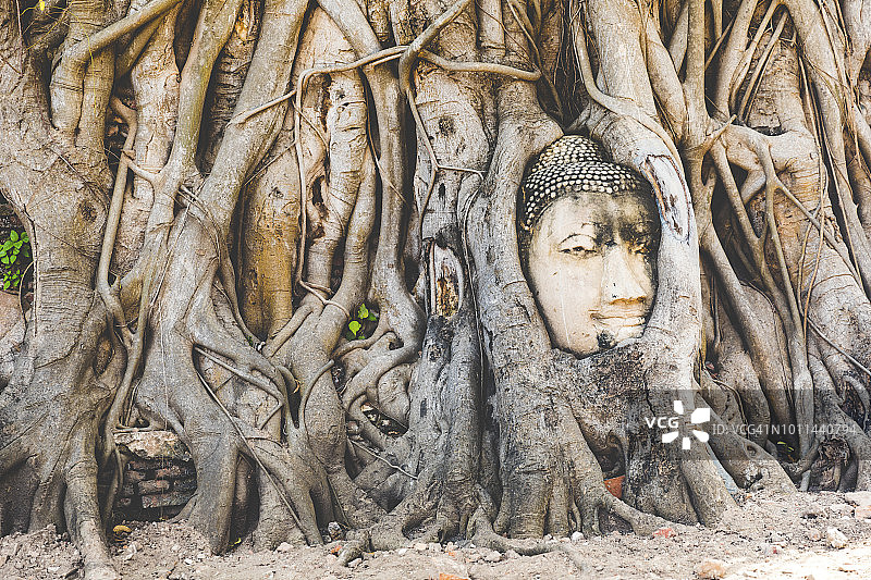 泰国阿瑜陀耶玛哈泰寺树根之间的佛头图片素材