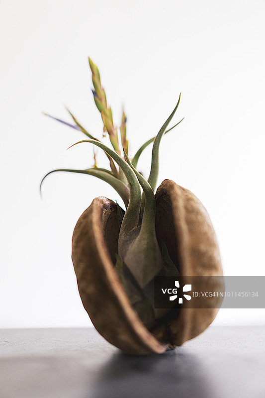 坚果壳中的空气凤梨图片素材