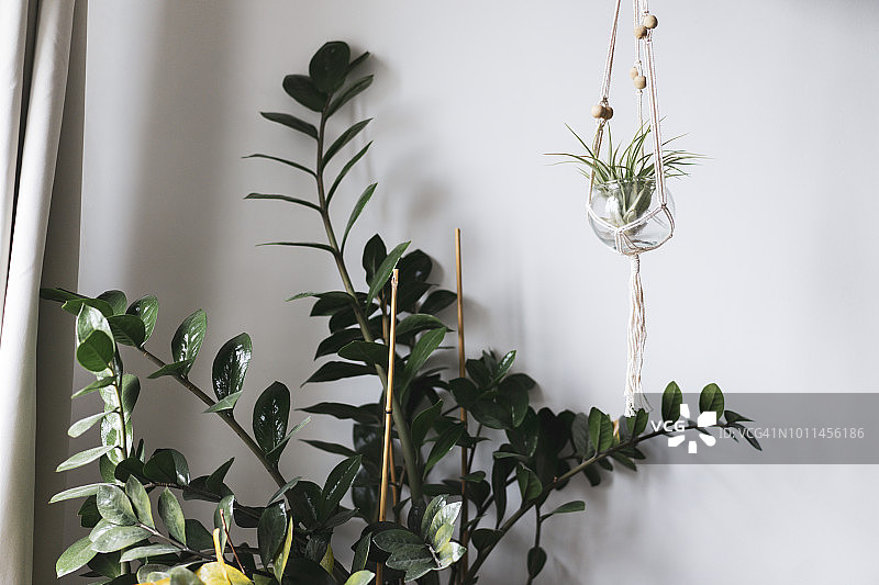 室内植物图片素材