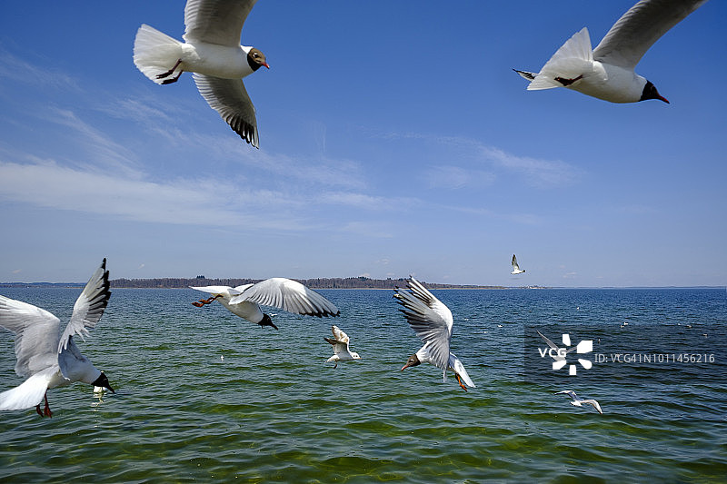 德国基姆湖及 Fraueninsel岛海鸥飞翔图片素材