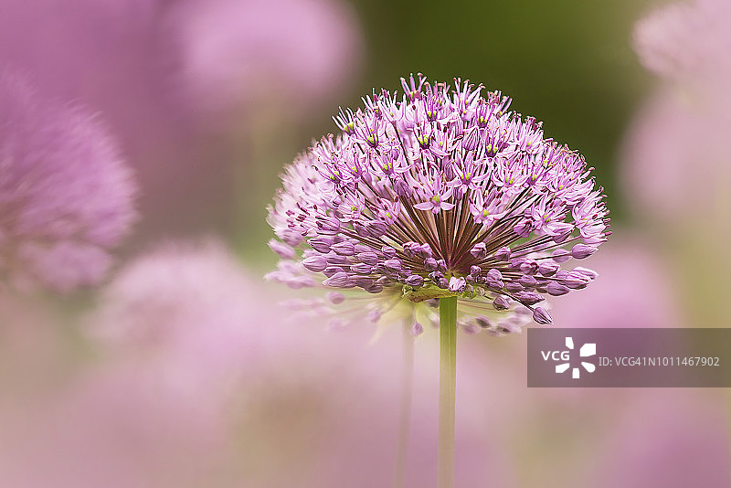 硕大的淡紫色球状洋葱，荷兰葱图片素材
