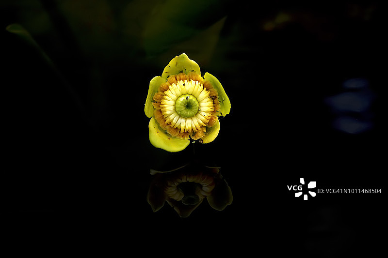 黄色睡莲，Nuphar lutea图片素材