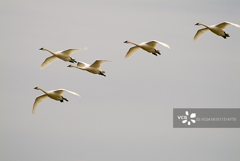 飞翔的苔原天鹅图片素材