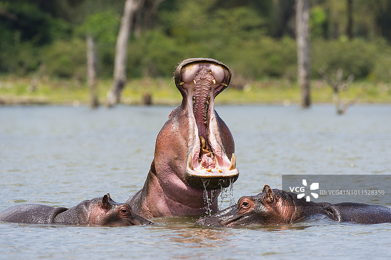 非洲水中张开嘴的河马图片素材
